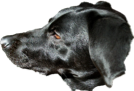 ken3.png